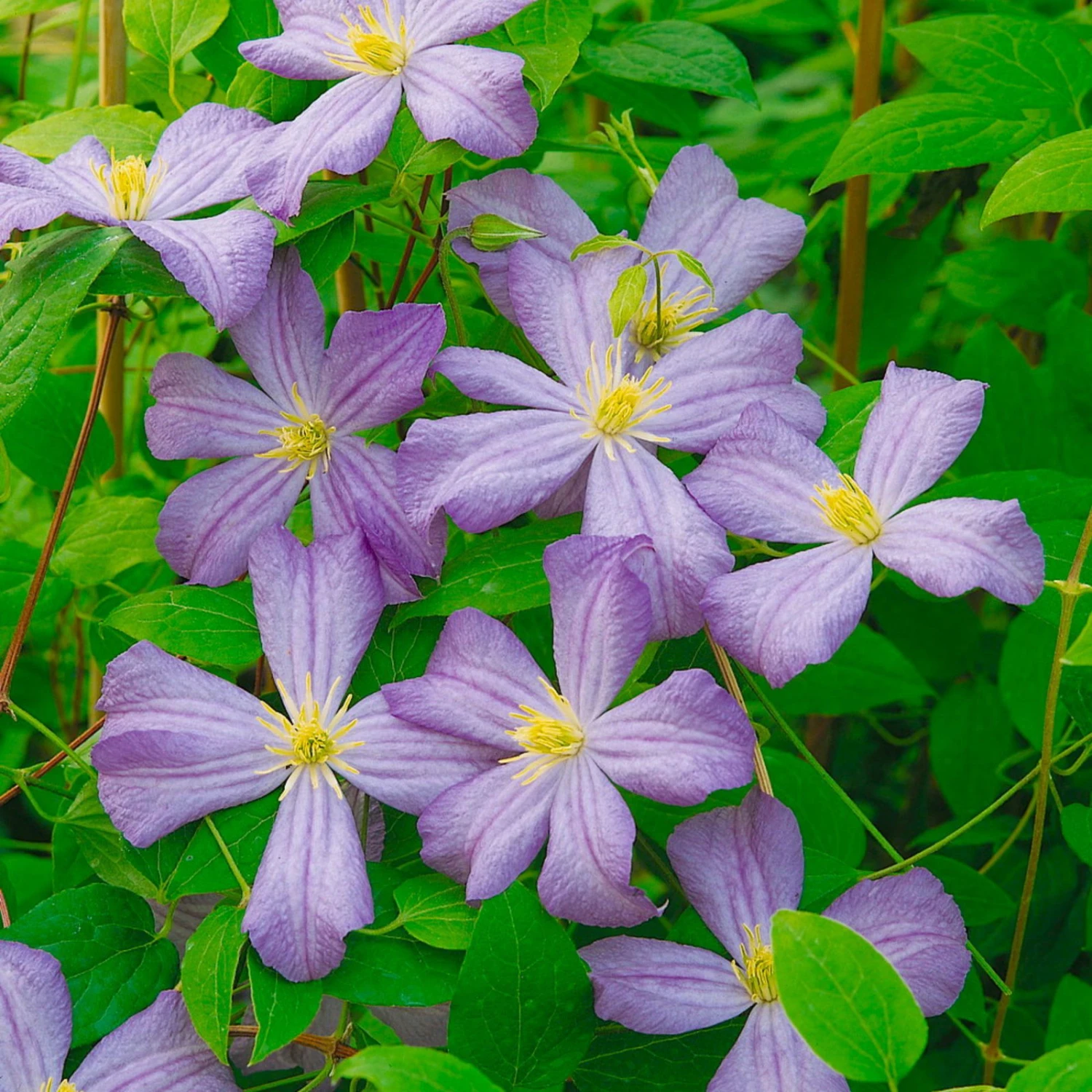 Italienische Waldrebe 'Prince Charles', 2er-Set, Hellviolett, Topf 2 Liter 1 Italienische Waldrebe 'Prince Charles', 2er-Set, Hellviolett, Topf 2 Liter