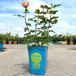 Duftende Edelrose 'Kölle's Duftsommer'®, Gelborange Bis Aprikot, Topf 6 Liter