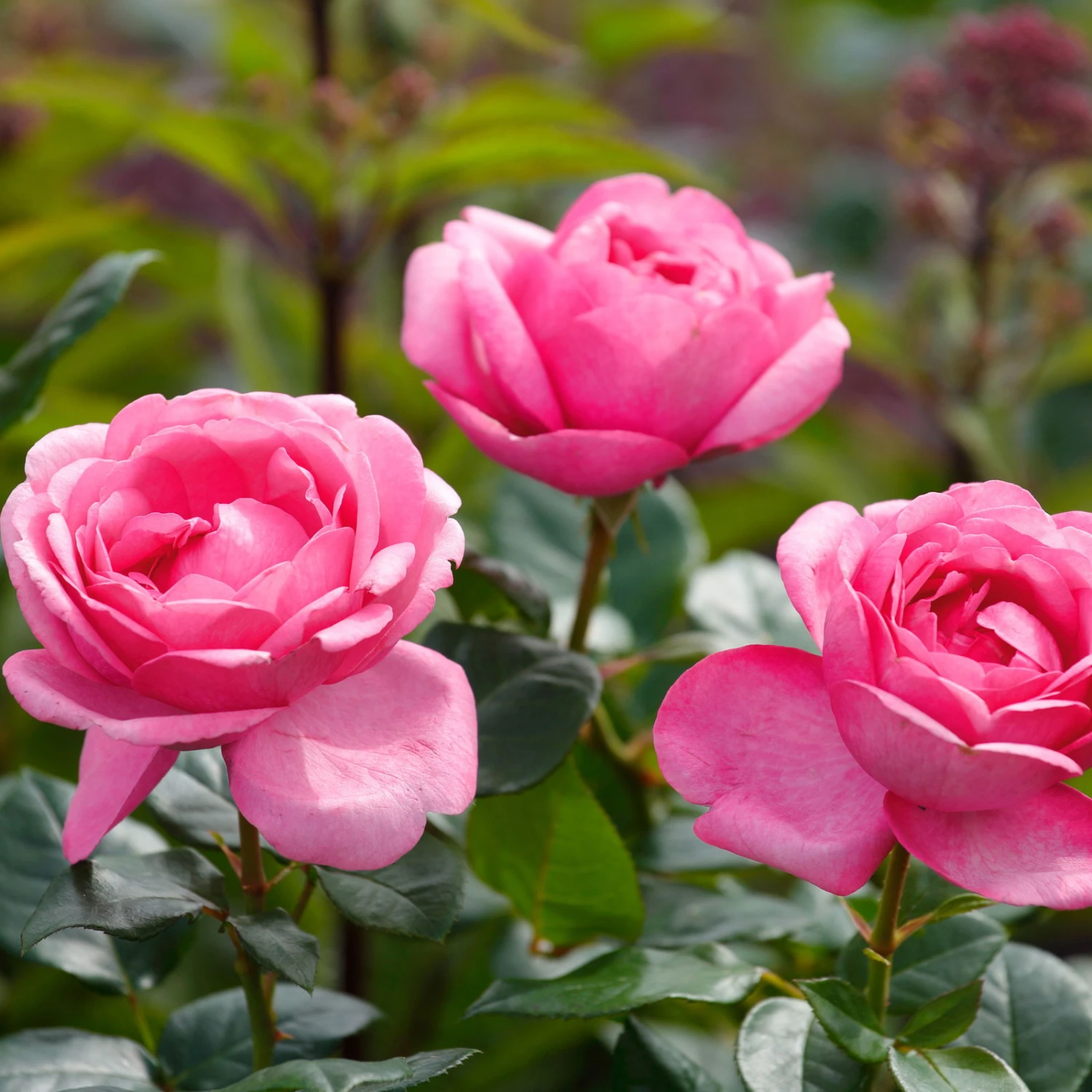 Duftende Edelrose 'Desirée®', Rosa, Topf 6 Liter 2 Duftende Edelrose 'Desirée®', Rosa, Topf 6 Liter – Bild 2