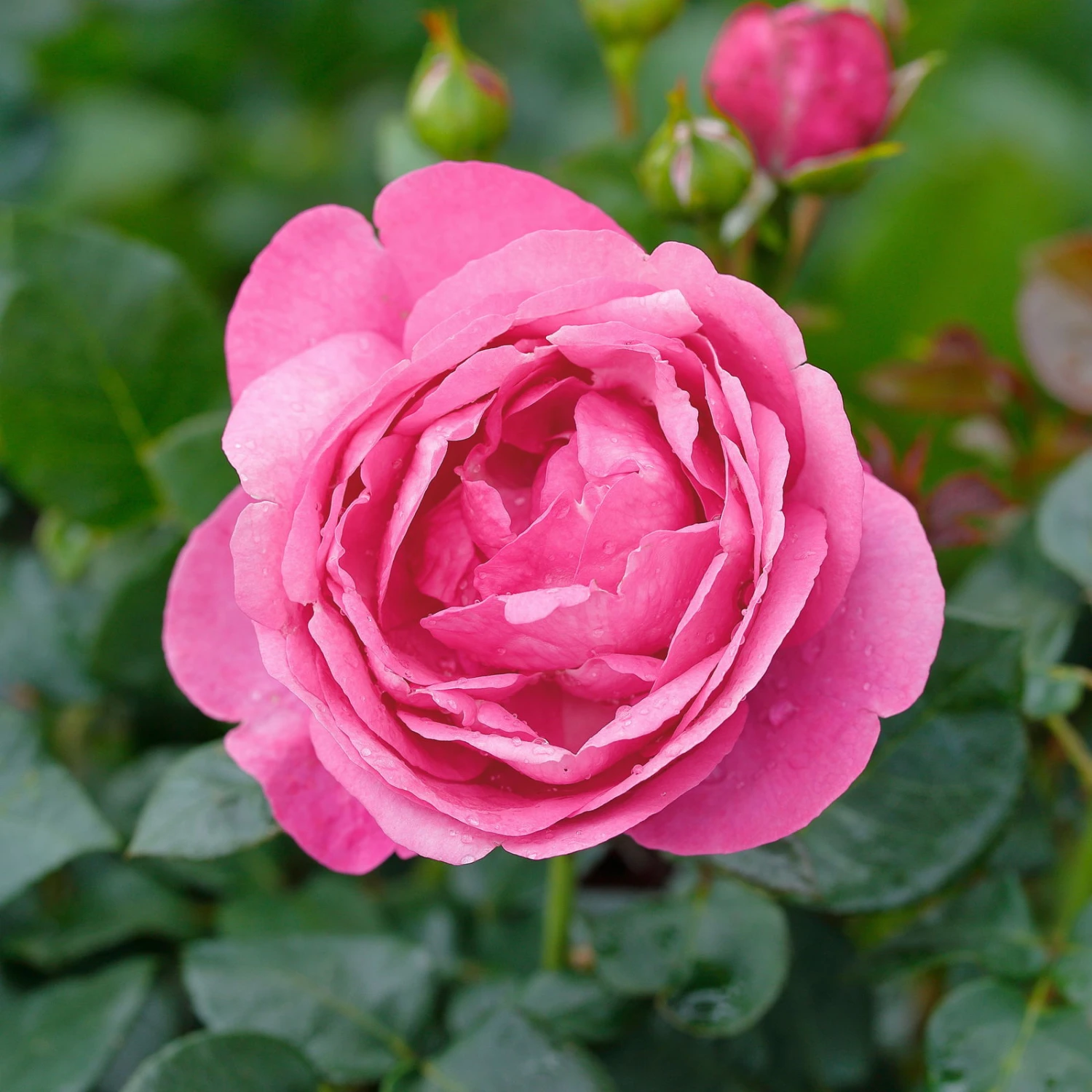 Duftende Edelrose 'Desirée®', Rosa, Topf 6 Liter 1 Duftende Edelrose 'Desirée®', Rosa, Topf 6 Liter