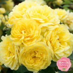 Stammrose 'Yellow Meilove®', Beetrose, Stammhöhe 60cm Im 7,5 Liter Topf -Biohort Gartenarbeit Geschaft 0460200845 Yellow Meilove RGB k mEinklinker Duftrosenkollektion 49436