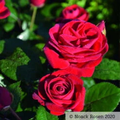 Beetrose 'Kompass'®, Rot, Doppelbogen, Topf 10 Liter 16 Beetrose 'Kompass'®, Rot, Doppelbogen, Topf 10 Liter -Biohort Gartenarbeit Geschaft 0460200855 Kompass Premium Beetrose rot Bluetenzauber1 76518