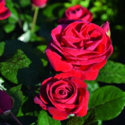 Beetrose 'Kompass'®, Rot, Doppelbogen, Topf 10 Liter 18 Beetrose 'Kompass'®, Rot, Doppelbogen, Topf 10 Liter -Biohort Gartenarbeit Geschaft 0460200855 Kompass Premium Beetrose rot Bluetenzauber 75088