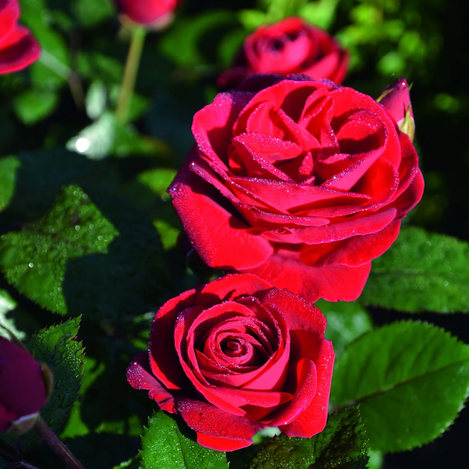 Beetrose 'Kompass'®, Rot, Doppelbogen, Topf 10 Liter 6 Beetrose 'Kompass'®, Rot, Doppelbogen, Topf 10 Liter – Bild 6