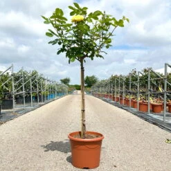 Stammrose 'Yellow Meilove®', Beetrose, Stammhöhe 60cm Im 7,5 Liter Topf