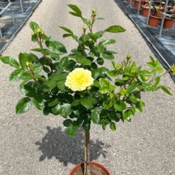 Stammrose 'Yellow Meilove®', Beetrose, Stammhöhe 60cm Im 7,5 Liter Topf -Biohort Gartenarbeit Geschaft 0460800485 Yellow Meilove Halbstamm hellgelb 4 126509