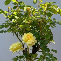 Stammrose 'Yellow Meilove®', Beetrose, Stammhöhe 60cm Im 7,5 Liter Topf -Biohort Gartenarbeit Geschaft 0460800485 yellow Meilove Halbstamm Co7lt hellgelb 10 126506