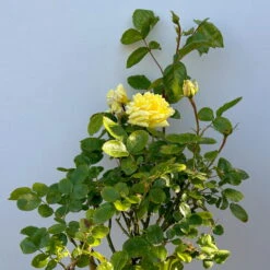 Stammrose 'Yellow Meilove®', Beetrose, Stammhöhe 60cm Im 7,5 Liter Topf -Biohort Gartenarbeit Geschaft 0460800485 yellow Meilove Halbstamm Co7lt hellgelb 3 126508