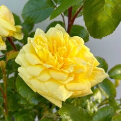 Stammrose 'Yellow Meilove®', Beetrose, Stammhöhe 60cm Im 7,5 Liter Topf -Biohort Gartenarbeit Geschaft 0460800485 yellow Meilove Halbstamm Co7lt hellgelb 4 126507