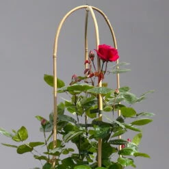 Beetrose 'Kompass'®, Rot, Doppelbogen, Topf 10 Liter 15 Beetrose 'Kompass'®, Rot, Doppelbogen, Topf 10 Liter -Biohort Gartenarbeit Geschaft 0460851126 beetrose kompass doppelbogen 1 124101