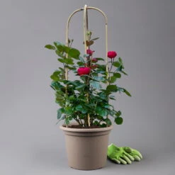 Beetrose 'Kompass'®, Rot, Doppelbogen, Topf 10 Liter 17 Beetrose 'Kompass'®, Rot, Doppelbogen, Topf 10 Liter -Biohort Gartenarbeit Geschaft 0460851126 rose kompass premium doppelbogen 3 125119