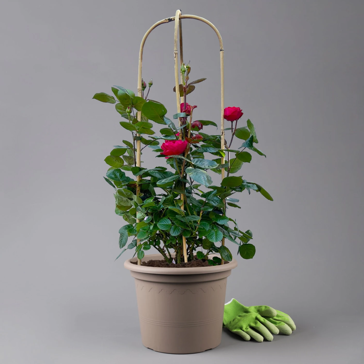 Beetrose 'Kompass'®, Rot, Doppelbogen, Topf 10 Liter 5 Beetrose 'Kompass'®, Rot, Doppelbogen, Topf 10 Liter – Bild 5