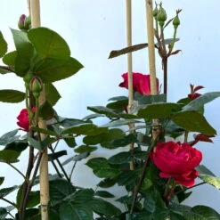 Beetrose 'Kompass'®, Rot, Doppelbogen, Topf 10 Liter 21 Beetrose 'Kompass'®, Rot, Doppelbogen, Topf 10 Liter -Biohort Gartenarbeit Geschaft 0460851126 rose kompass premium doppelbogen 5 124634