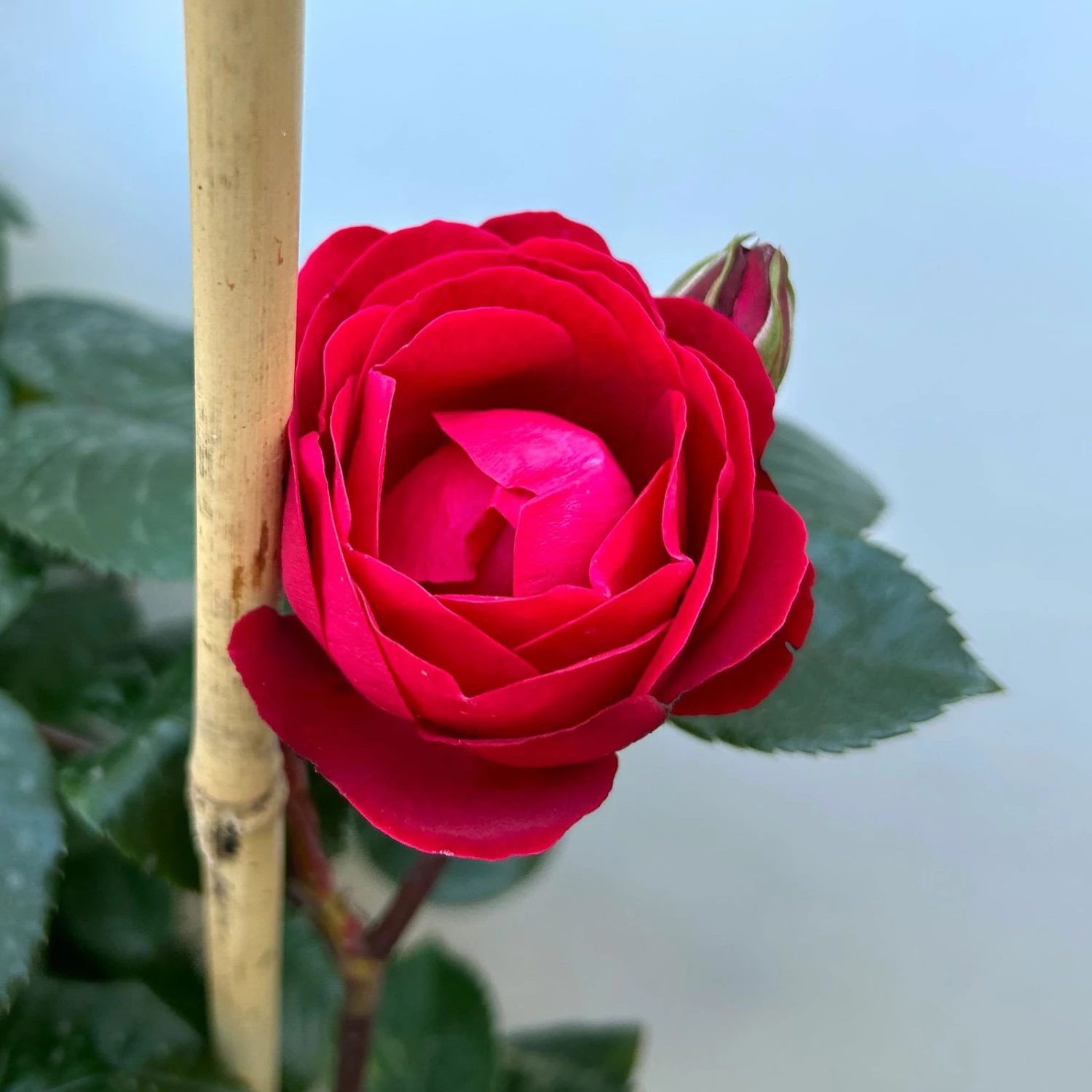 Beetrose 'Kompass'®, Rot, Doppelbogen, Topf 10 Liter 8 Beetrose 'Kompass'®, Rot, Doppelbogen, Topf 10 Liter – Bild 8