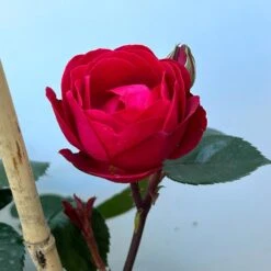 Beetrose 'Kompass'®, Rot, Doppelbogen, Topf 10 Liter 19 Beetrose 'Kompass'®, Rot, Doppelbogen, Topf 10 Liter -Biohort Gartenarbeit Geschaft 0460851126 rose kompass premium doppelbogen 7 124632