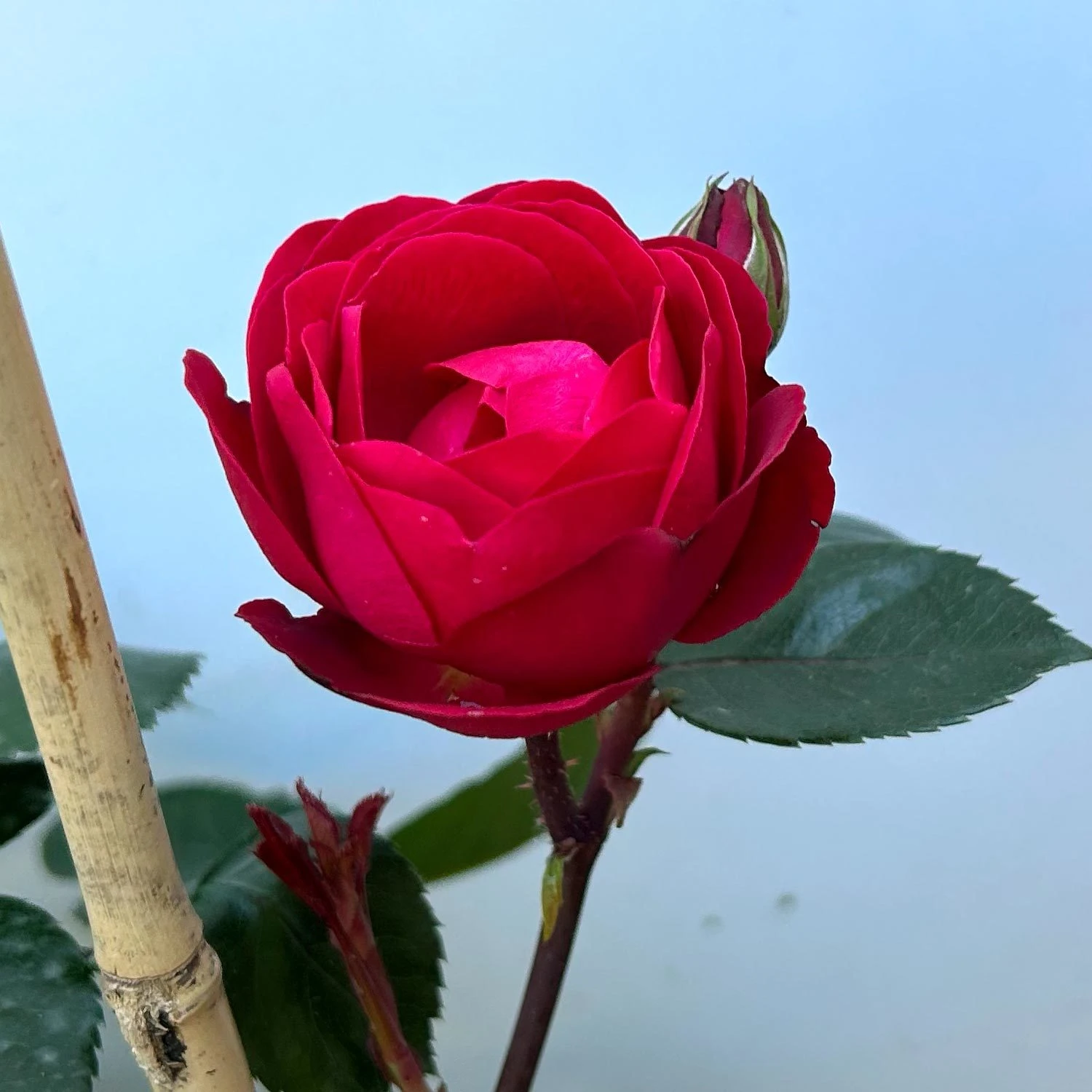 Beetrose 'Kompass'®, Rot, Doppelbogen, Topf 10 Liter 7 Beetrose 'Kompass'®, Rot, Doppelbogen, Topf 10 Liter – Bild 7