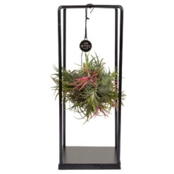 Tillandsia 'Magic Ball' In Eckigem Metallgestell, 17cm Ø 7 Tillandsia 'Magic Ball' In Eckigem Metallgestell, 17cm Ø -Biohort Gartenarbeit Geschaft 1530102421 Tillandsia Cube Magic Ball eckig 1 86996