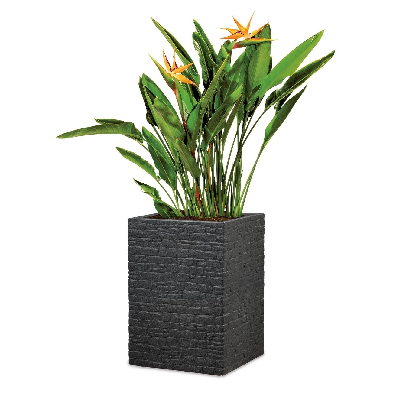 Pflanzgefäß 'Muretto High', Eckig, Stein, Schwarz, Kunststoff 1 Pflanzgefäß 'Muretto High', Eckig, Stein, Schwarz, Kunststoff