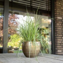 Pflanzgefäß 'Rowen', Gold, Ø 19 X H 13 Cm -Biohort Gartenarbeit Geschaft 3210801608 Pflanzgefaess Rowen gold 1 114972