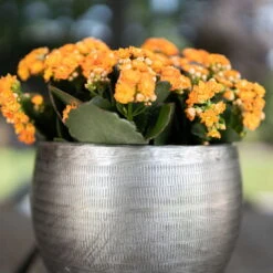 Pflanzgefäß 'Rowen', Silber, Ø 31 X H 28 Cm 10 Pflanzgefäß 'Rowen', Silber, Ø 31 X H 28 Cm -Biohort Gartenarbeit Geschaft 3210801625 Pflanzgefaess Rowen silber D 31 x H 28 cm 4 115008