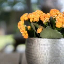 Pflanzgefäß 'Rowen', Silber, Ø 31 X H 28 Cm 11 Pflanzgefäß 'Rowen', Silber, Ø 31 X H 28 Cm -Biohort Gartenarbeit Geschaft 3210801625 Pflanzgefaess Rowen silber D 31 x H 28 cm 5 115009