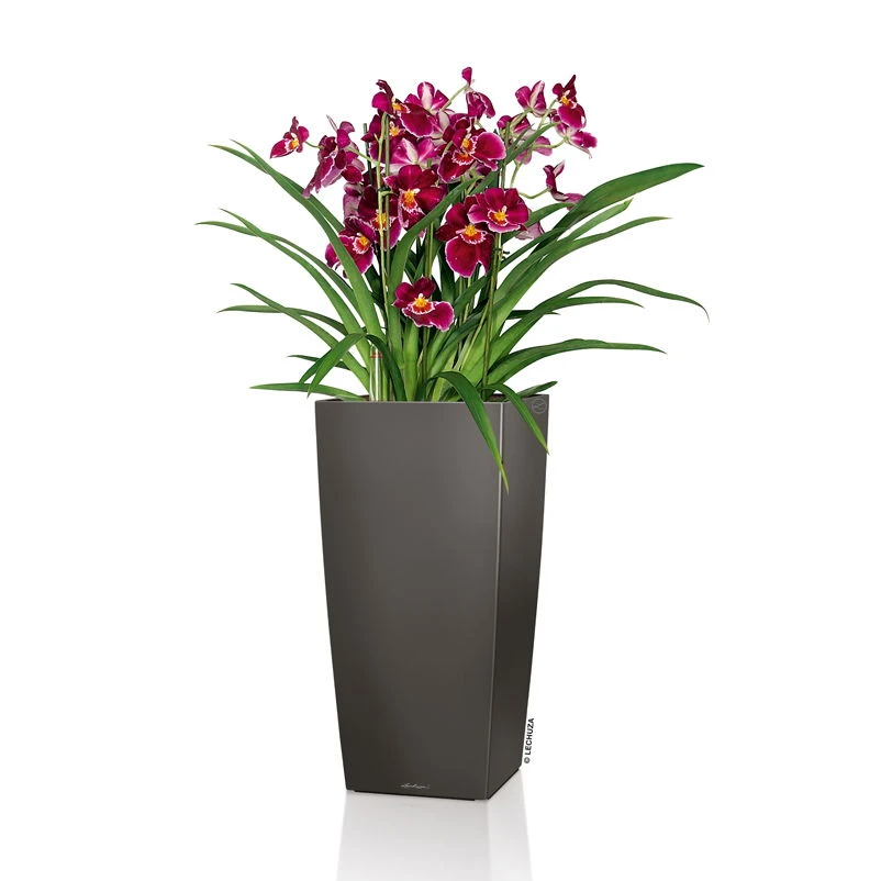 LECHUZA Cubico Premium, All-in-One-Set, Anthrazit-metallic, 22x22, H:41 Cm 1 LECHUZA Cubico Premium, All-in-One-Set, Anthrazit-metallic, 22x22, H:41 Cm