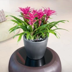 LECHUZA Classico Premium 50 LS, Anthrazit-metallic, All-in-One-Set, Ø 50 Cm H:47 Cm