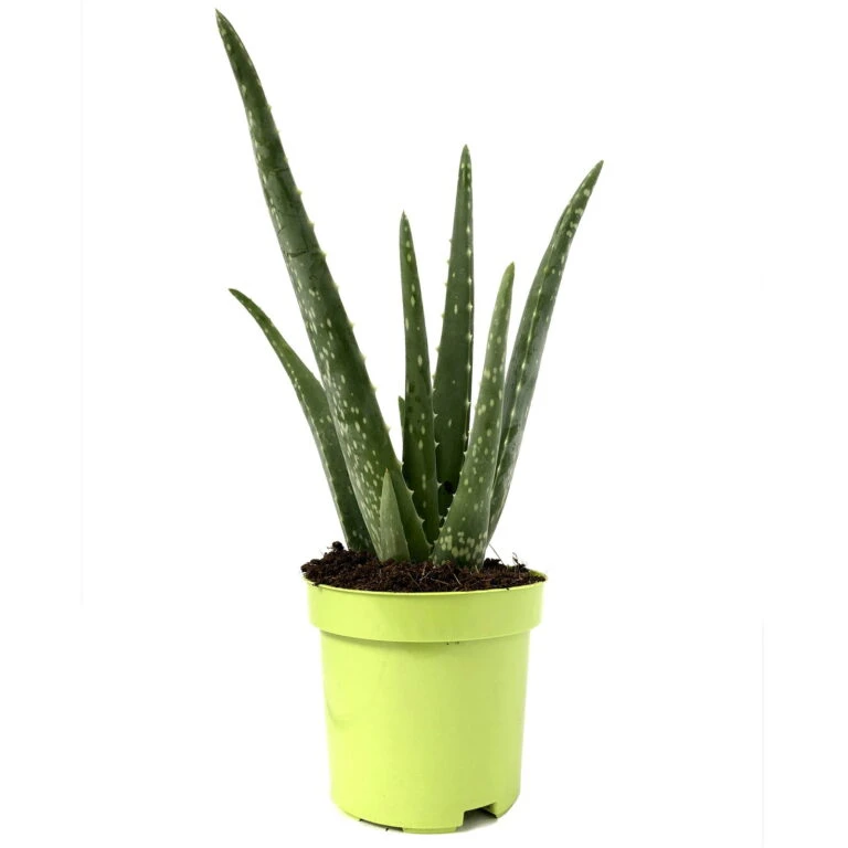 Biohort Gartenarbeit Geschaft -Biohort Gartenarbeit Geschaft 0250102712 3er Set Aloe vera 105er Topf ca 25cm 1 768x768 1