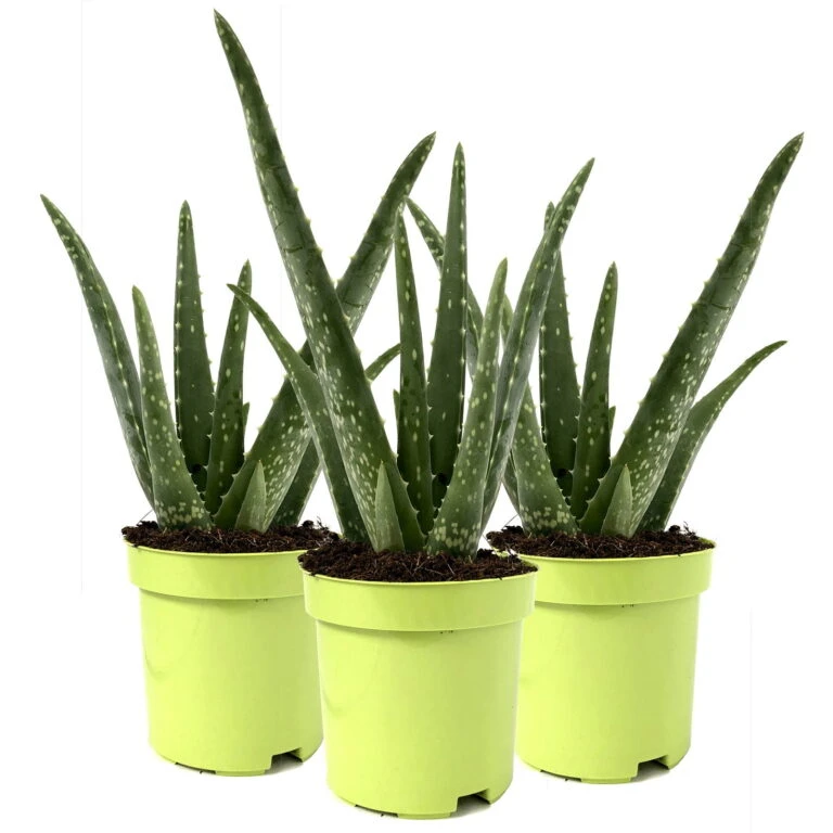 Biohort Gartenarbeit Geschaft -Biohort Gartenarbeit Geschaft 0250102712 3er Set Aloe vera 105er Topf ca 25cm 768x768 1
