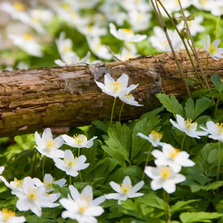 Biohort Gartenarbeit Geschaft -Biohort Gartenarbeit Geschaft 0310101473 Anemone sylvestris Koelle 9cm Topf weiss 67666 768x768 1