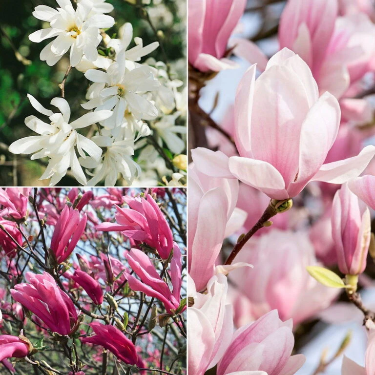 Biohort Gartenarbeit Geschaft -Biohort Gartenarbeit Geschaft 0410250590 Magnolien 3er Set neu 88512 768x768 1